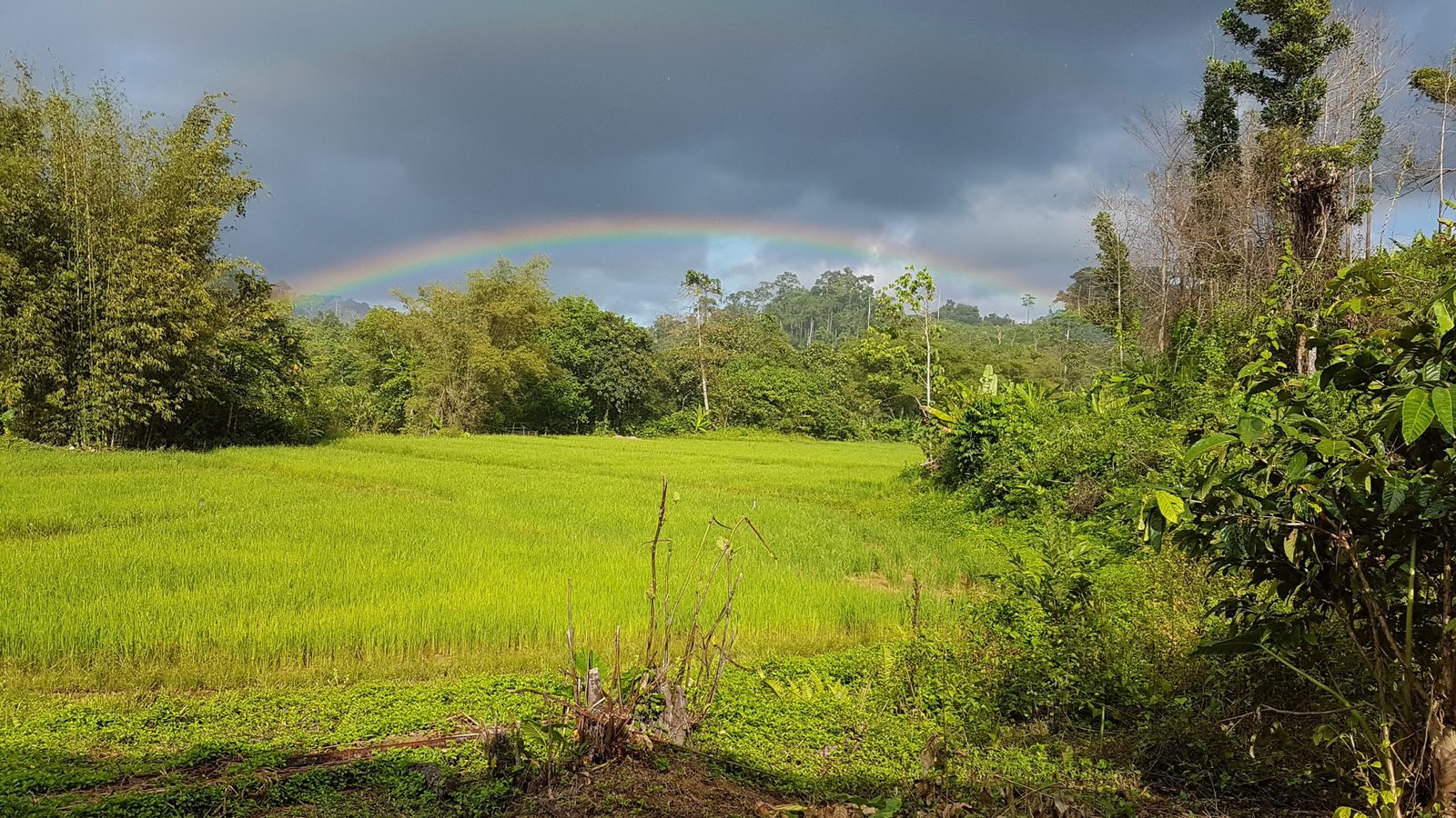 Ricefield